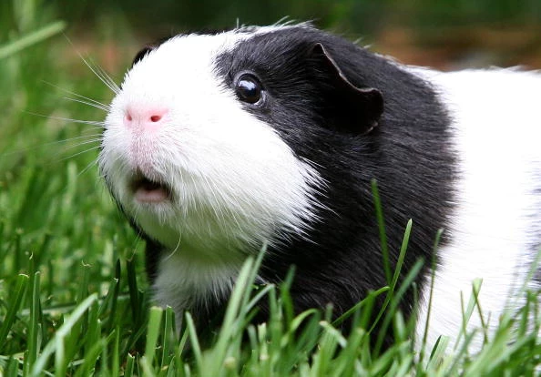 Guinea Pig Pig