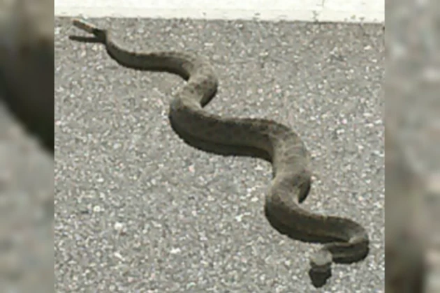Rattle Snake Craig Colorado