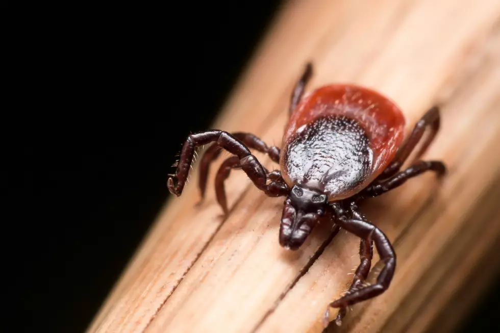 11 Tick-Borne Illnesses and What to Watch Out for During Your Outdoor Adventures