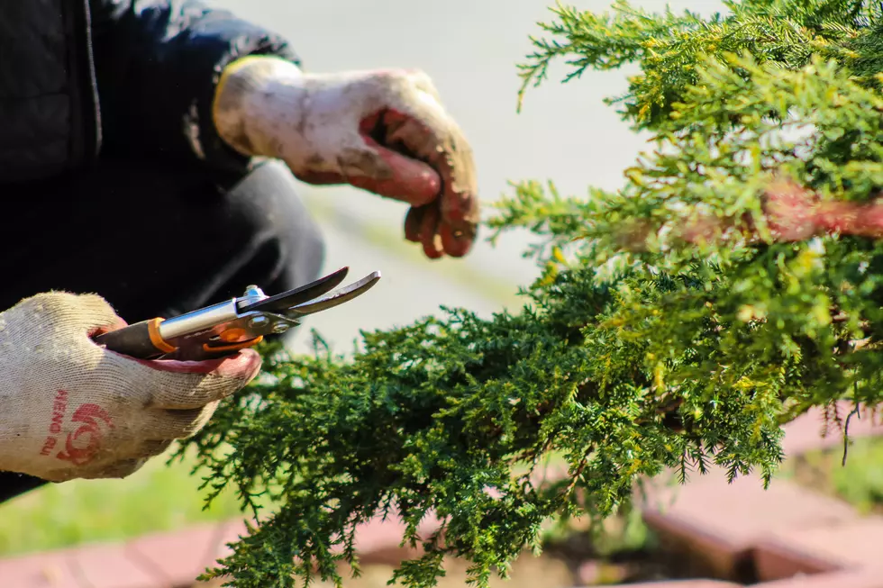 These 6 Plants are Illegal to Grow in Colorado