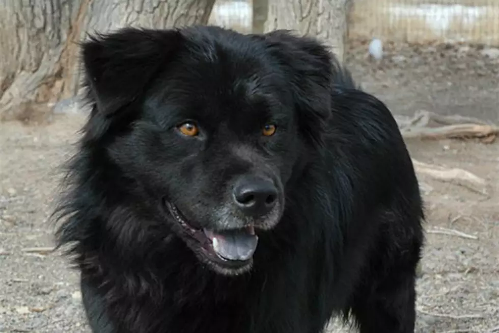 Celebrating National Dog Day With 40 Years of Jordan Family Pets