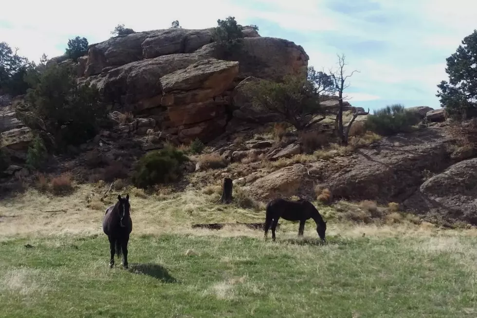 Meet Boone + Sweetheart Two of Mt. Garfield’s Wild Horses