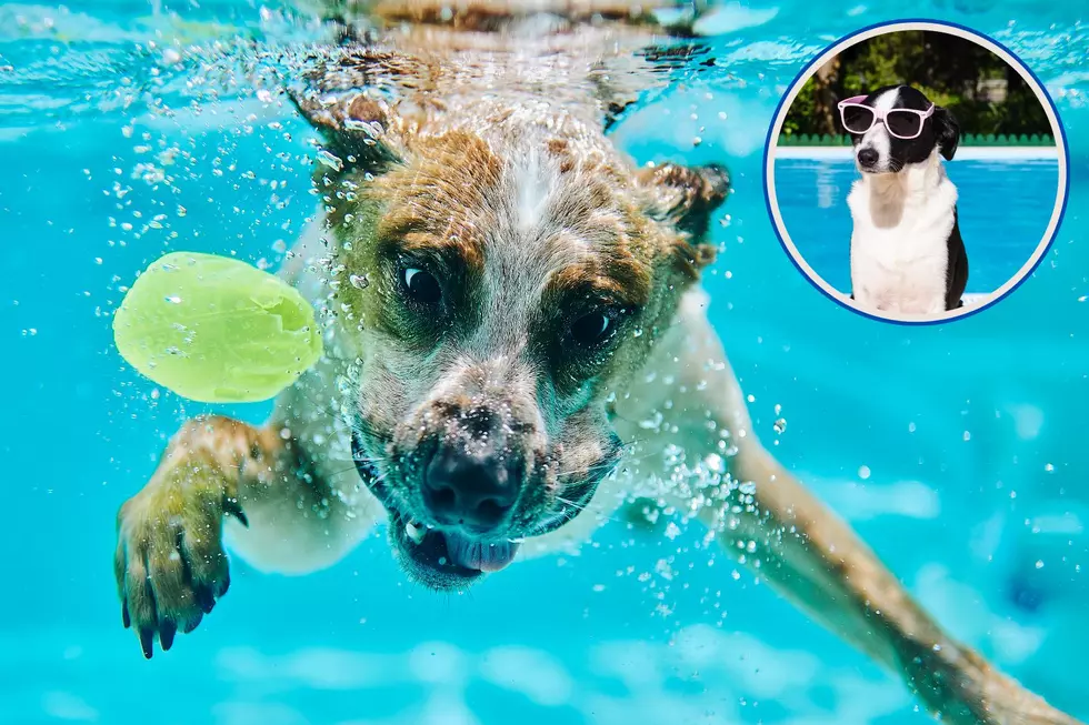 Unleash The Fun: 5 Reasons to Enjoy Grand Junction’s ‘Dog Days’