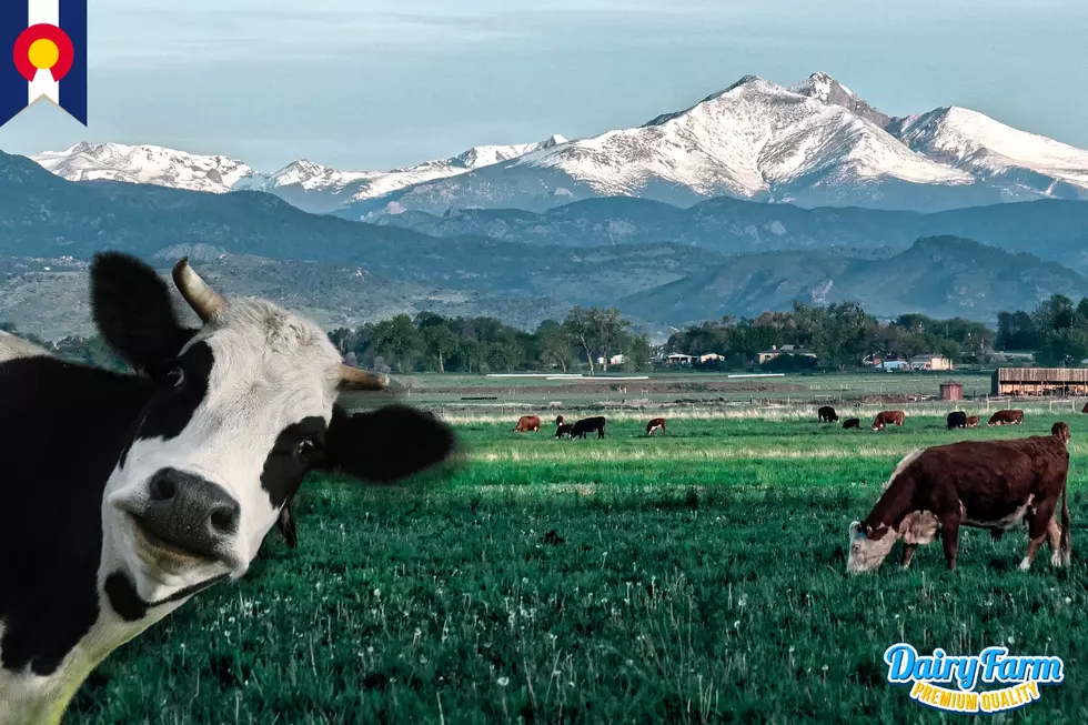 How Much Milk Do Colorado Cows Make Each Year?