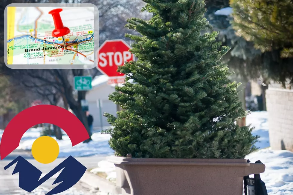 Saying Goodbye to A Colorado Christmas Tree: Expert Tips