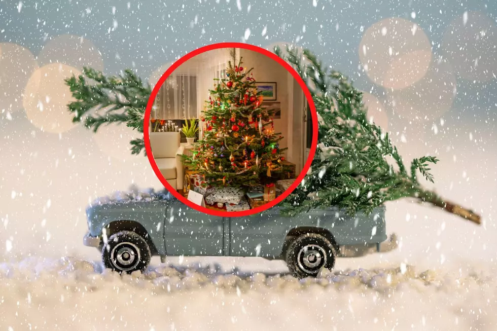 How To Dispose of Your Live Christmas Tree In Grand Junction After the Holidays