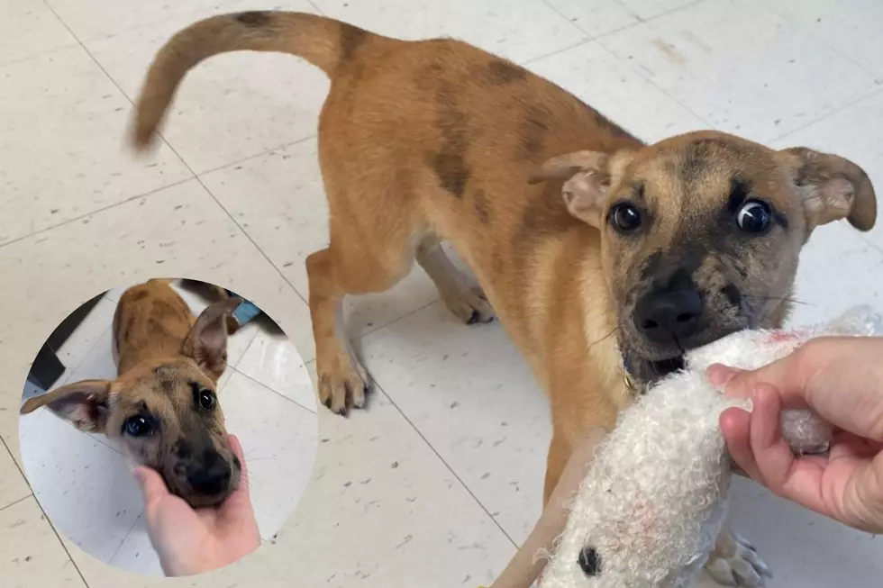 Babs the Grand Junction Rescue Puppy Needs Someone to Adopt Her