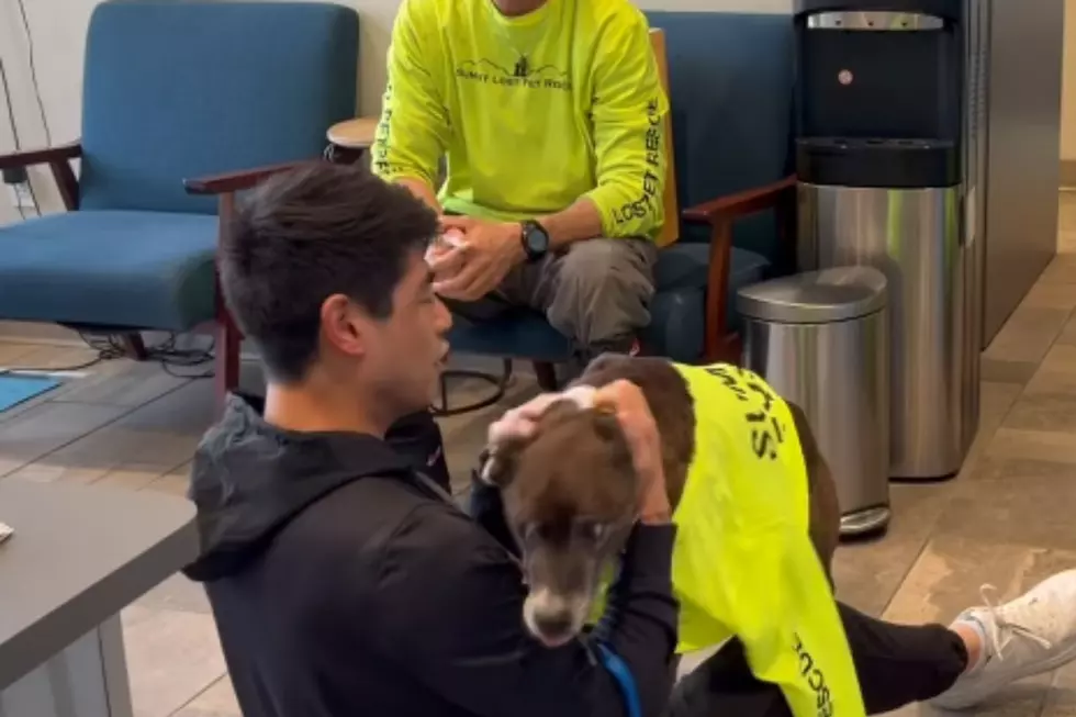 Dog Survives 1.5 Months Alone in Cold Colorado Wilderness